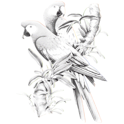 SCARLET MACAWS 03366SA2.gif